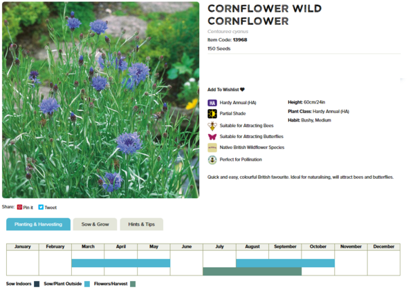 Cornflower