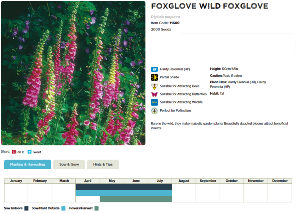 Foxglove