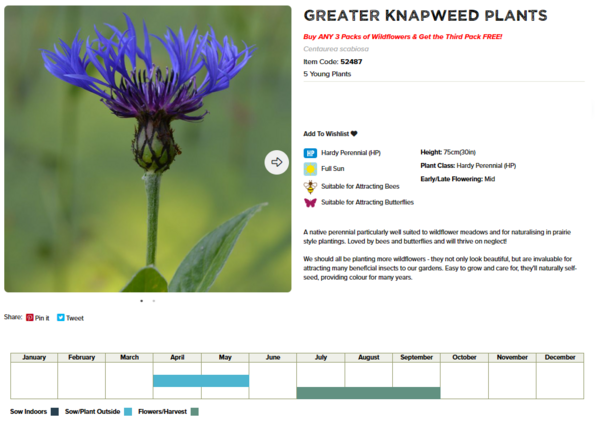 Greater Knapweed