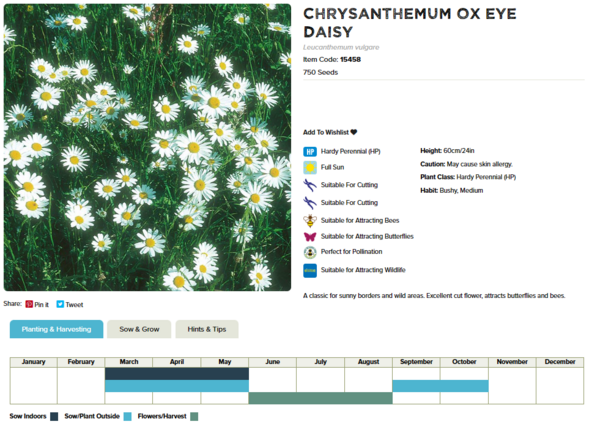 Ox Eye Daisy