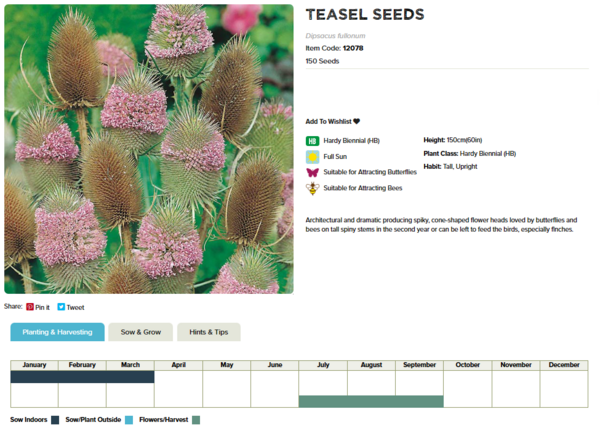 Teasel