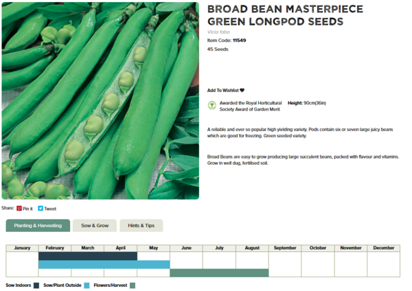 Broad Bean (Masterpiece Green Longpod)