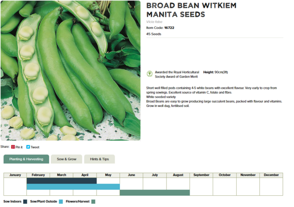 Broad Bean (Witkiem Manita)