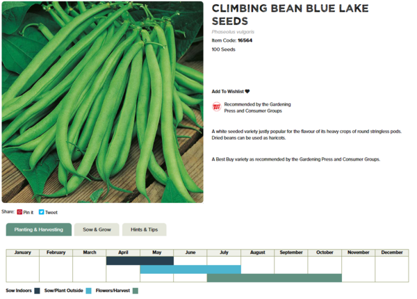 Climbing French Bean (Blue Lake)