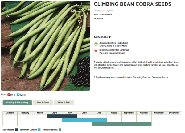 Climbing French Bean (Cobra)