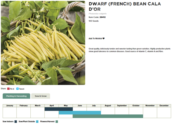 Dwarf French Bean (Cala d'Or)
