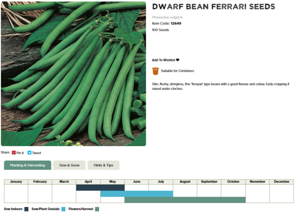 Dwarf French Bean (Ferrari)