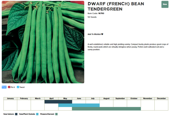 Dwarf French Bean (Tendergreen)