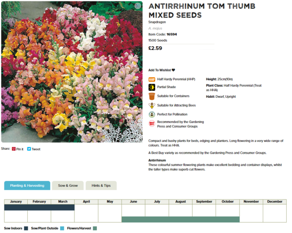 Antirrhinum (Tom Thumb Mixed)