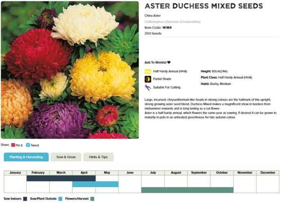 Aster (ODuchess Mixed)