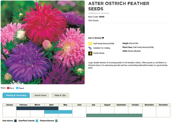 Aster (Ostrich Feather)