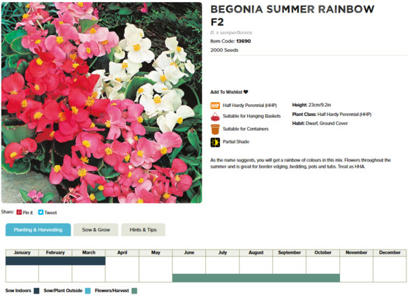 Begonia (Summer Rainbow F2)