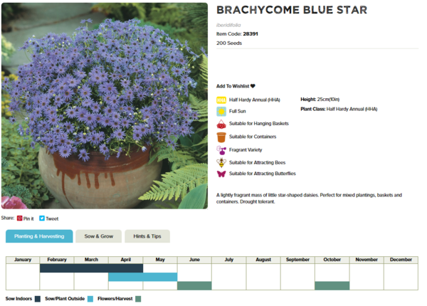 Brachycome (Blue Star)