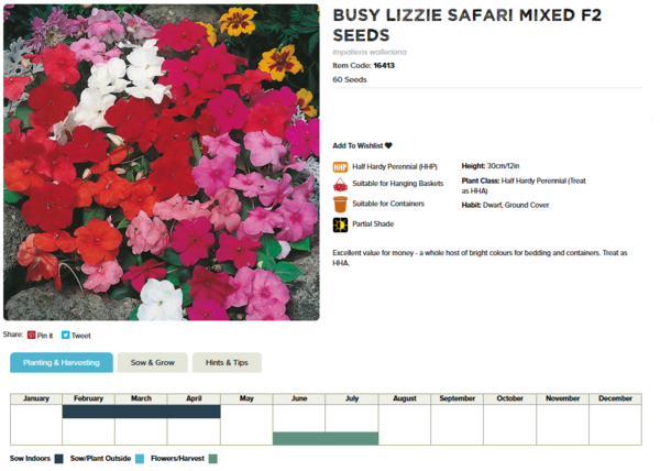 Busy Lizzie (Safari Mixed F2)