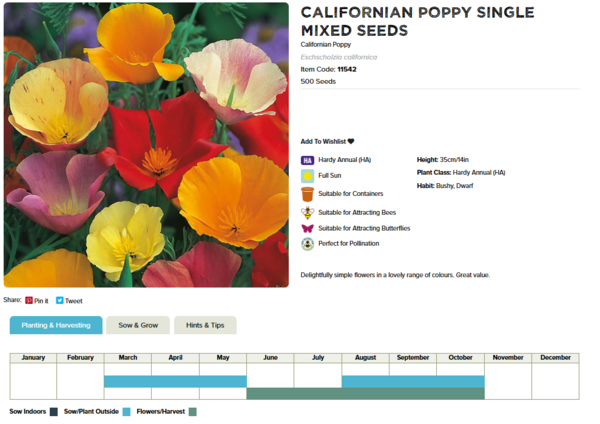 California Poppy (Single Mixed)