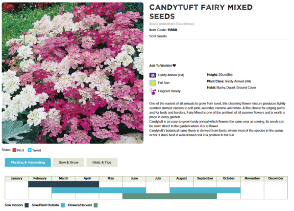 Candytuft (Fairy Mixed)
