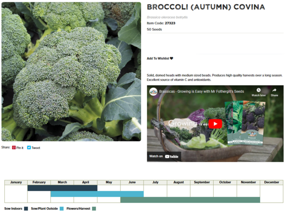 Broccoli (Autumn Covina)
