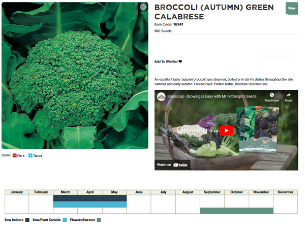 Broccoli (Autumn Green Calabrese)