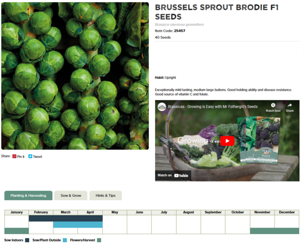 Brussels Sprout (Brodie F1)