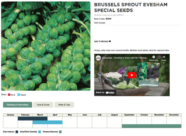 Brussels Sprout (Evesham Special)