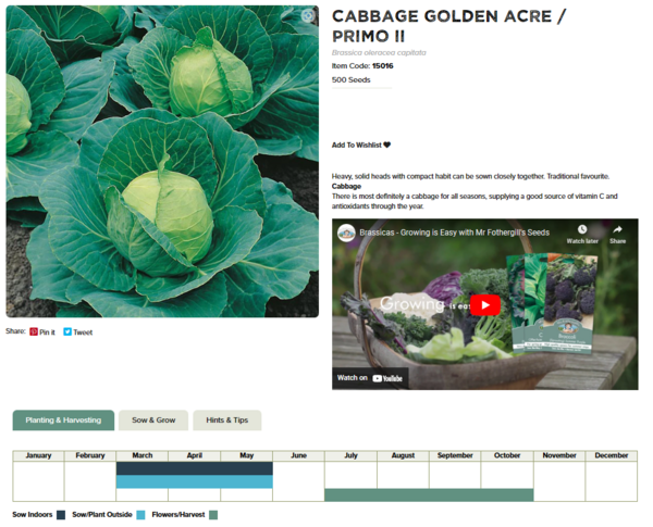 Cabbage (Golden Acre Primo II)
