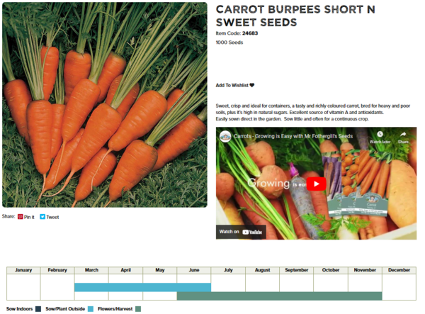 Carrot (Burpees Short 'n' Sweet)
