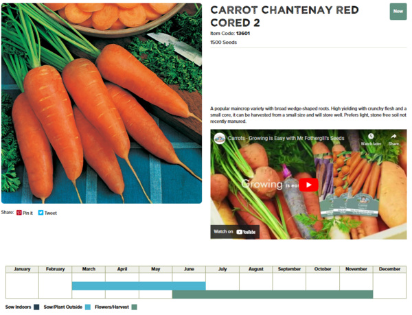 Carrot (Chantenay Red Cored 2)